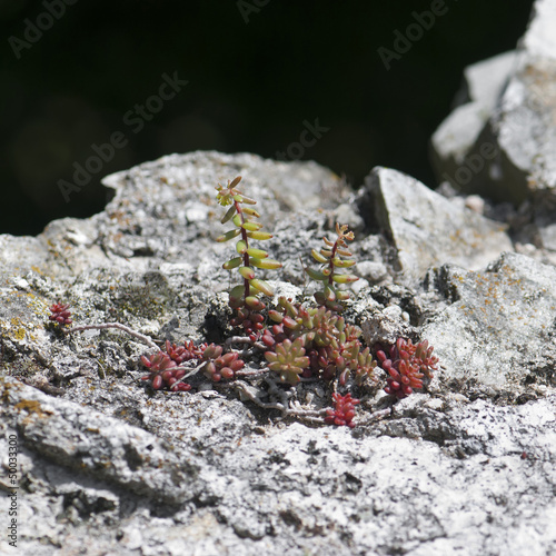 Photo: Sedum rubrotinctum Sedum rubrotinctum