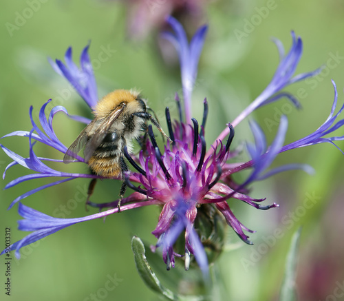 Photo: Bee pollinate beautiful cornflower Bee pollinate beautiful cornflower