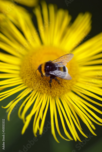 Photo: Bee landing on a yellow daisy Bee landing on a yellow daisy