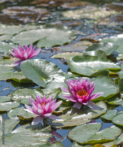 Photo: Pink flower water lily Pink flower water lily