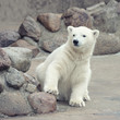 Little polar bear