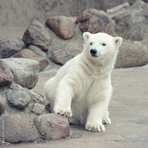 Photo: Little polar bear Little polar bear