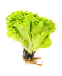 Foto: Fresh salad lettuce Fresh salad lettuce