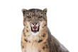 Snow leopard