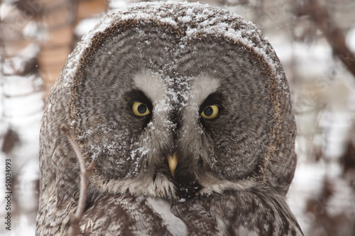 Photo: Great Gray Owel Great Gray Owel