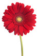 Photo: african daisy african daisy