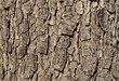 Bark detail