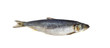 Herring