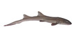 Whole fresh shark isolated on white background