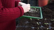 Separating Tomato seedlings in a Greenhouse
