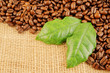 Roasted coffee beans with leaves on jute background