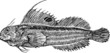deep-sea fish