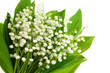 Lily of the valley