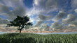 Solitary tree on green meadow, timelapse sunset