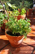 Herbs in the pot