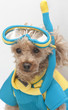 Photo: Snorkel-Ready Snorkel-Ready