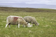 schaf an der schottischen küste in wick