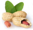 Fresh peanut
