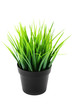 Grass in pot