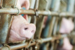 young pig in shed