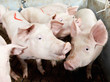 pigs in shed