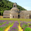 Senanque Abbey in Provence, France with lavender flowers