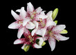 Photo: White lillies isolated on black background White lillies isolated on black background