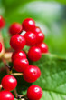 Red viburnum berries