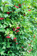 Grapes of viburnum