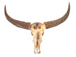 buffalo skull