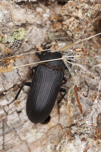 Photo: Mealworm beetle, Tenebrio opacus sitting on wood, macro photo Mealworm beetle, Tenebrio opacus sitting on wood, macro photo