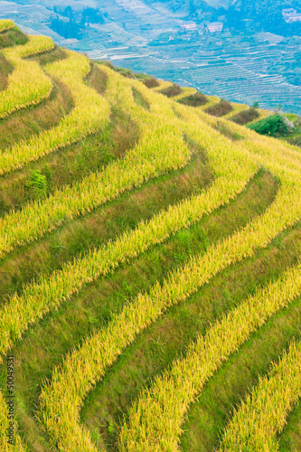 Photo: Rice field on terraced in mountain. Rice field on terraced in mountain.
