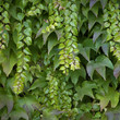Foto: Green vine Green vine