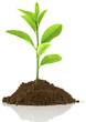 plant de citronnier