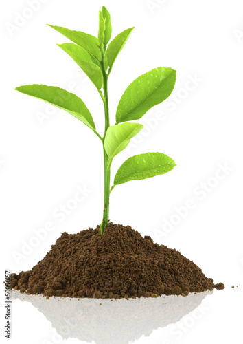 Photo: plant de citronnier plant de citronnier