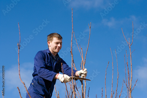 Photo: Man pruning apricot branches Man pruning apricot branches