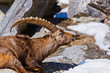 Alpine ibex
