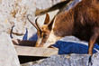 Mountain goat