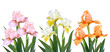 irises flowers it is isolated a holiday