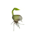 germinating bean
