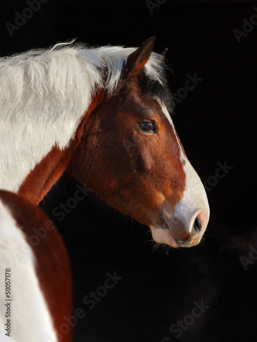 Photo: Tinker Pony on dark background Tinker Pony on dark background