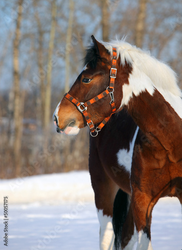 Photo: Spotted horse Spotted horse
