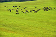Sheep Grazing shepherd and extensive pasture