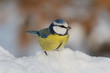 blue tit