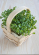 Watercress, healthy eating, spring, kitchen table.