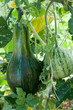 Photo: Watermelon and Pumpkin Watermelon and Pumpkin