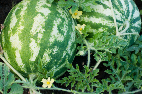 Photo: Watermelon Watermelon
