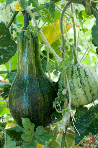 Photo: Watermelon and Pumpkin Watermelon and Pumpkin