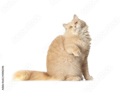 Photo: cute homecat isolated over white background cute homecat isolated over white background