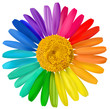 Vector: Vector multicolored daisy, chamomile flower isolated Vector multicolored daisy, chamomile flower isolated